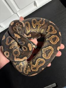 Ball Python Updated Sale! - Photo 10