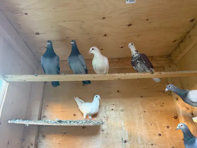 Racing and homing pigeons