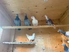 Racing and homing pigeons