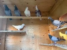 Racing and homing pigeons - Photo 2