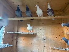 Racing and homing pigeons - Photo 3