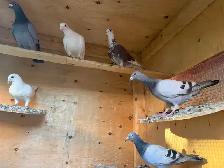 Racing and homing pigeons - Photo 4