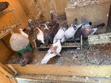 Racing and homing pigeons - Photo 5
