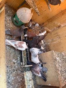 Racing and homing pigeons - Photo 6