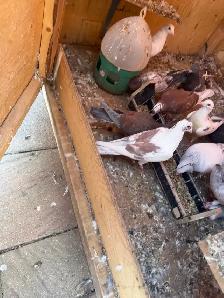 Racing and homing pigeons - Photo 7