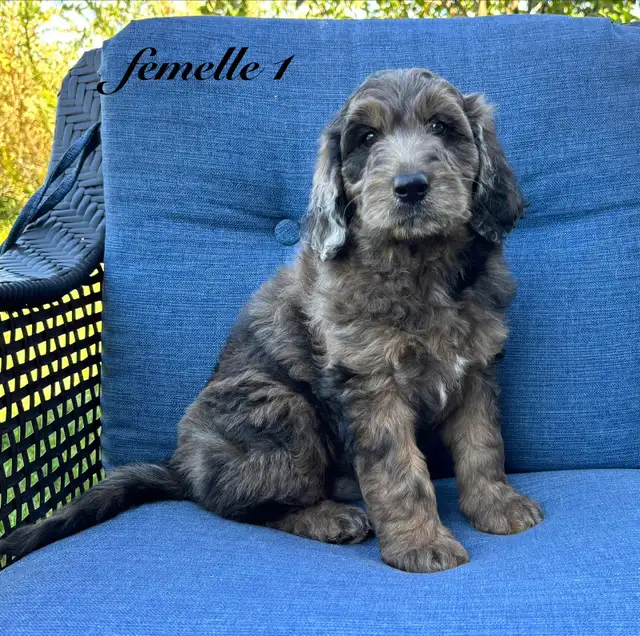 Chiots Goldendoodle (Caniche X Golden)
