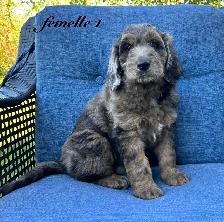 Chiots Goldendoodle (Caniche X Golden)