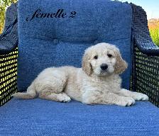 Chiots Goldendoodle (Caniche X Golden) - Photo 2