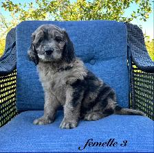 Chiots Goldendoodle (Caniche X Golden) - Photo 3