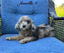 Chiots Goldendoodle (Caniche X Golden) - Photo 4