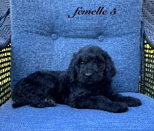 Chiots Goldendoodle (Caniche X Golden) - Photo 5