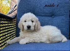 Chiots Goldendoodle (Caniche X Golden) - Photo 6