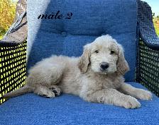 Chiots Goldendoodle (Caniche X Golden) - Photo 7