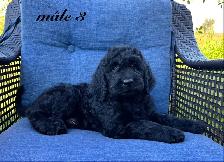Chiots Goldendoodle (Caniche X Golden) - Photo 8