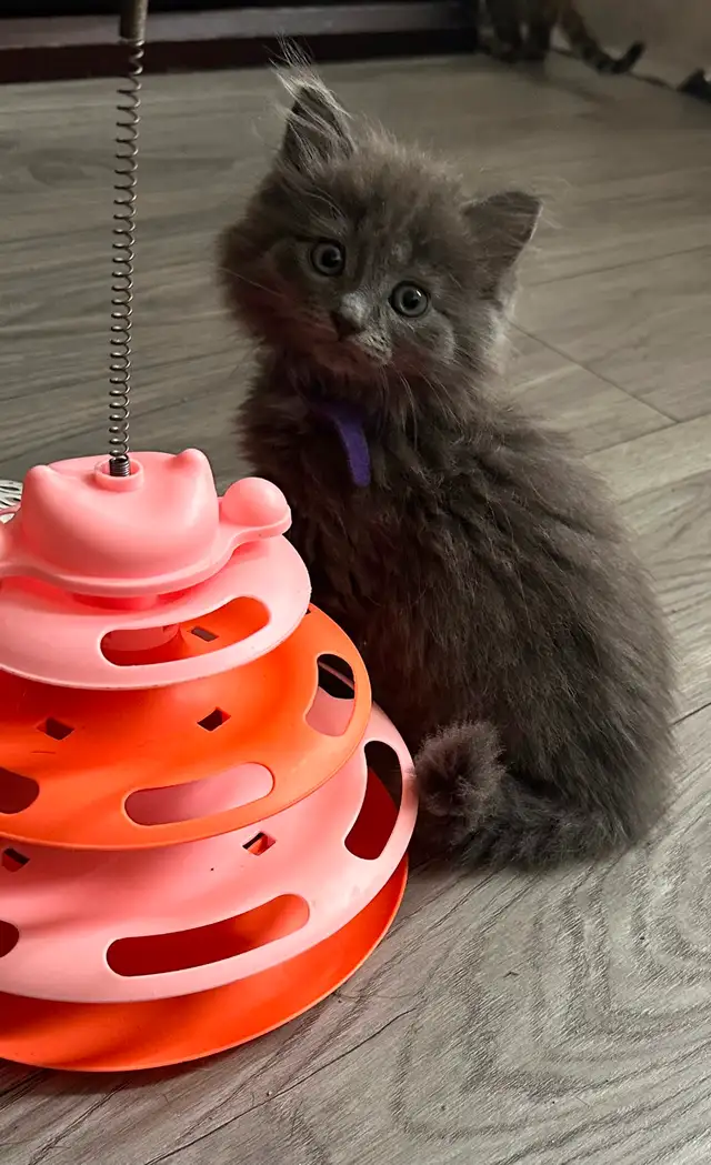 Bb chaton femelle