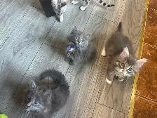 Bb chaton femelle - Photo 5