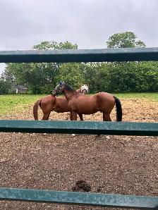 Newmarket Horse Farm looking for weekday morning help - Photo 2