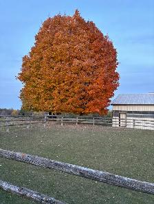 Newmarket Horse Farm looking for weekday morning help - Photo 3