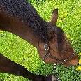 Newmarket Horse Farm looking for weekday morning help - Photo 4