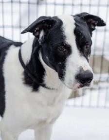 4 year old Farm friend looking for the right home