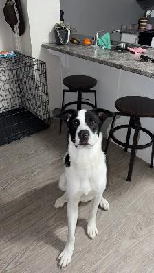 4 year old Farm friend looking for the right home - Photo 2