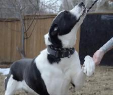 4 year old Farm friend looking for the right home - Photo 3