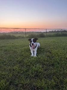 4 year old Farm friend looking for the right home - Photo 4
