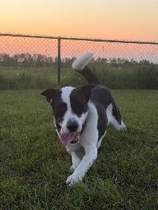 4 year old Farm friend looking for the right home - Photo 5