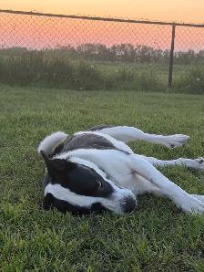 4 year old Farm friend looking for the right home - Photo 6