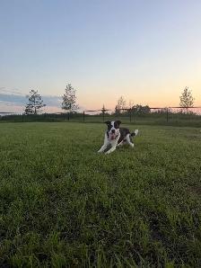 4 year old Farm friend looking for the right home - Photo 7