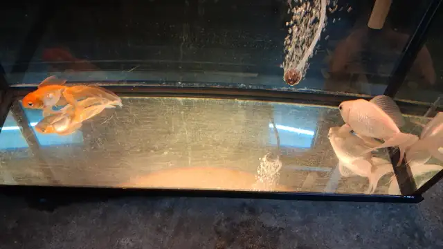 2 poissons a vendre