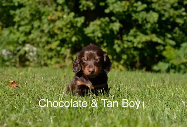 Miniature Dachshund Puppies for Sale