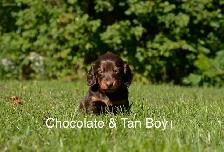 Miniature Dachshund Puppies for Sale
