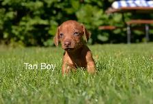 Miniature Dachshund Puppies for Sale - Photo 2