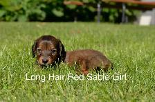 Miniature Dachshund Puppies for Sale - Photo 3