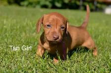 Miniature Dachshund Puppies for Sale - Photo 4