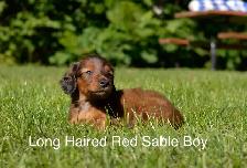 Miniature Dachshund Puppies for Sale - Photo 5