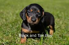 Miniature Dachshund Puppies for Sale - Photo 6