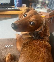 Miniature Dachshund Puppies for Sale - Photo 7