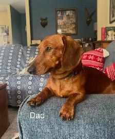 Miniature Dachshund Puppies for Sale - Photo 8