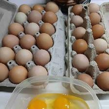 farm fresh eggs