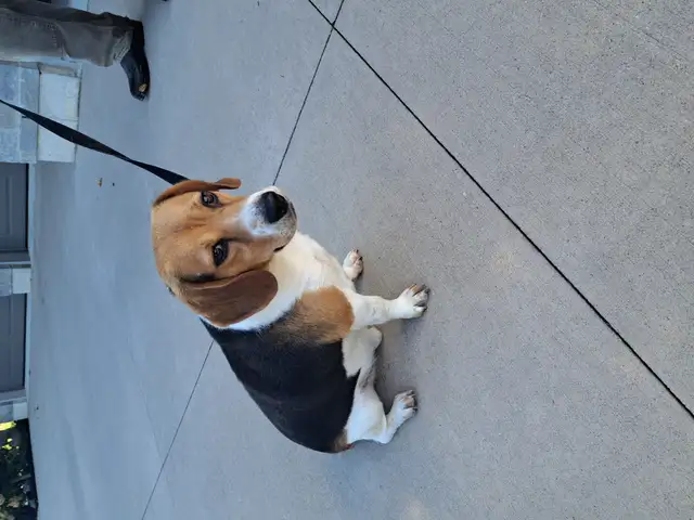 Purebred Beagle For Sale