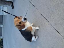 Purebred Beagle For Sale