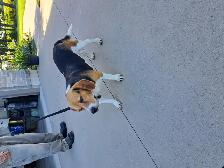 Purebred Beagle For Sale - Photo 2