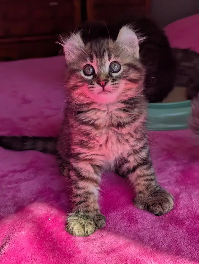 MAGNIFIQUES CHATONS HIGHLAND LYNX CROISÉS ANGORA PRÊT MAINTENANT