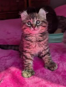 MAGNIFIQUES CHATONS HIGHLAND LYNX CROISÉS ANGORA PRÊT MAINTENANT
