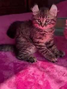 MAGNIFIQUES CHATONS HIGHLAND LYNX CROISÉS ANGORA PRÊT MAINTENANT - Photo 2