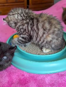 MAGNIFIQUES CHATONS HIGHLAND LYNX CROISÉS ANGORA PRÊT MAINTENANT - Photo 3