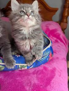 MAGNIFIQUES CHATONS HIGHLAND LYNX CROISÉS ANGORA PRÊT MAINTENANT - Photo 4