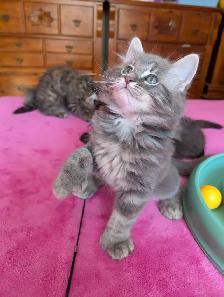 MAGNIFIQUES CHATONS HIGHLAND LYNX CROISÉS ANGORA PRÊT MAINTENANT - Photo 5